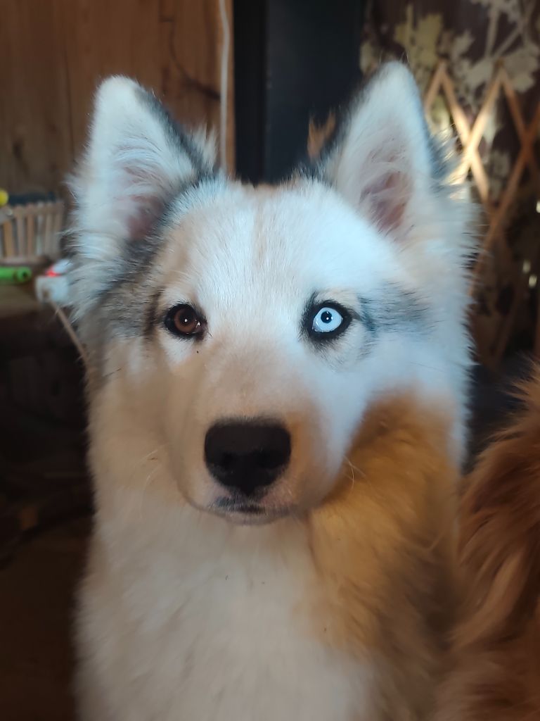 Apache kalinka hateya the Spirit of Slavic Wolf