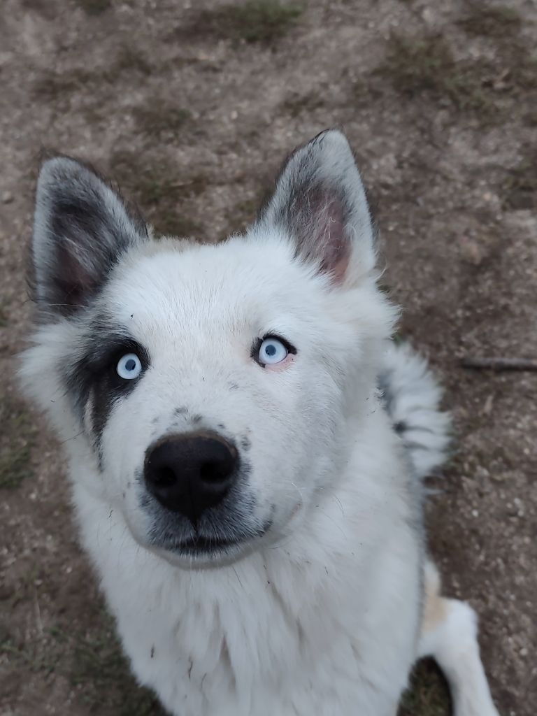 the Spirit of Slavic Wolf - Chiots disponibles - Laika de iakoutie