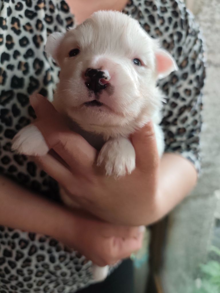 the Spirit of Slavic Wolf - Chiots disponibles - Laika de iakoutie