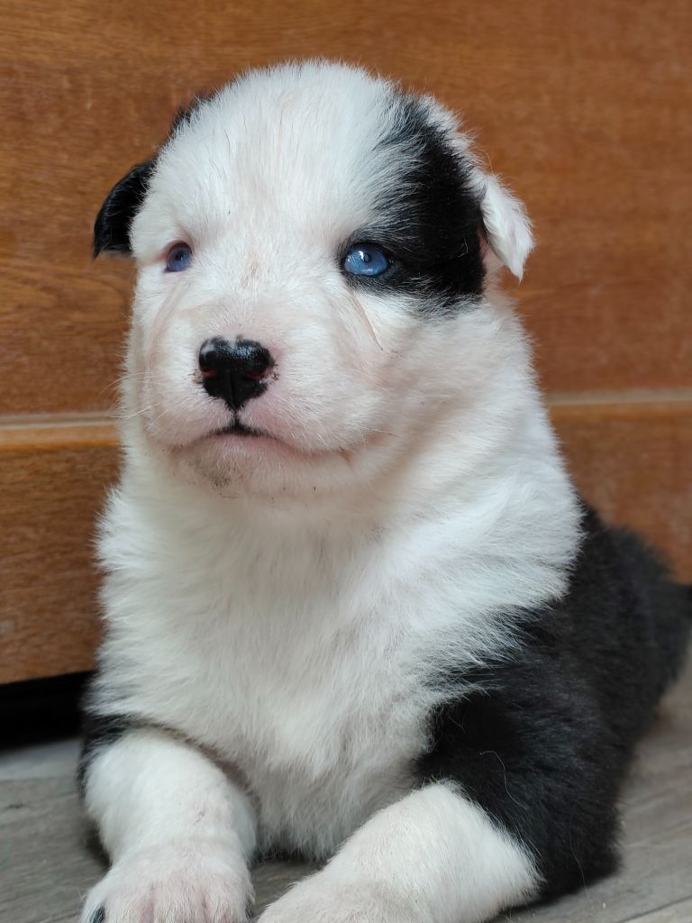 the Spirit of Slavic Wolf - Chiots disponibles - Laika de iakoutie