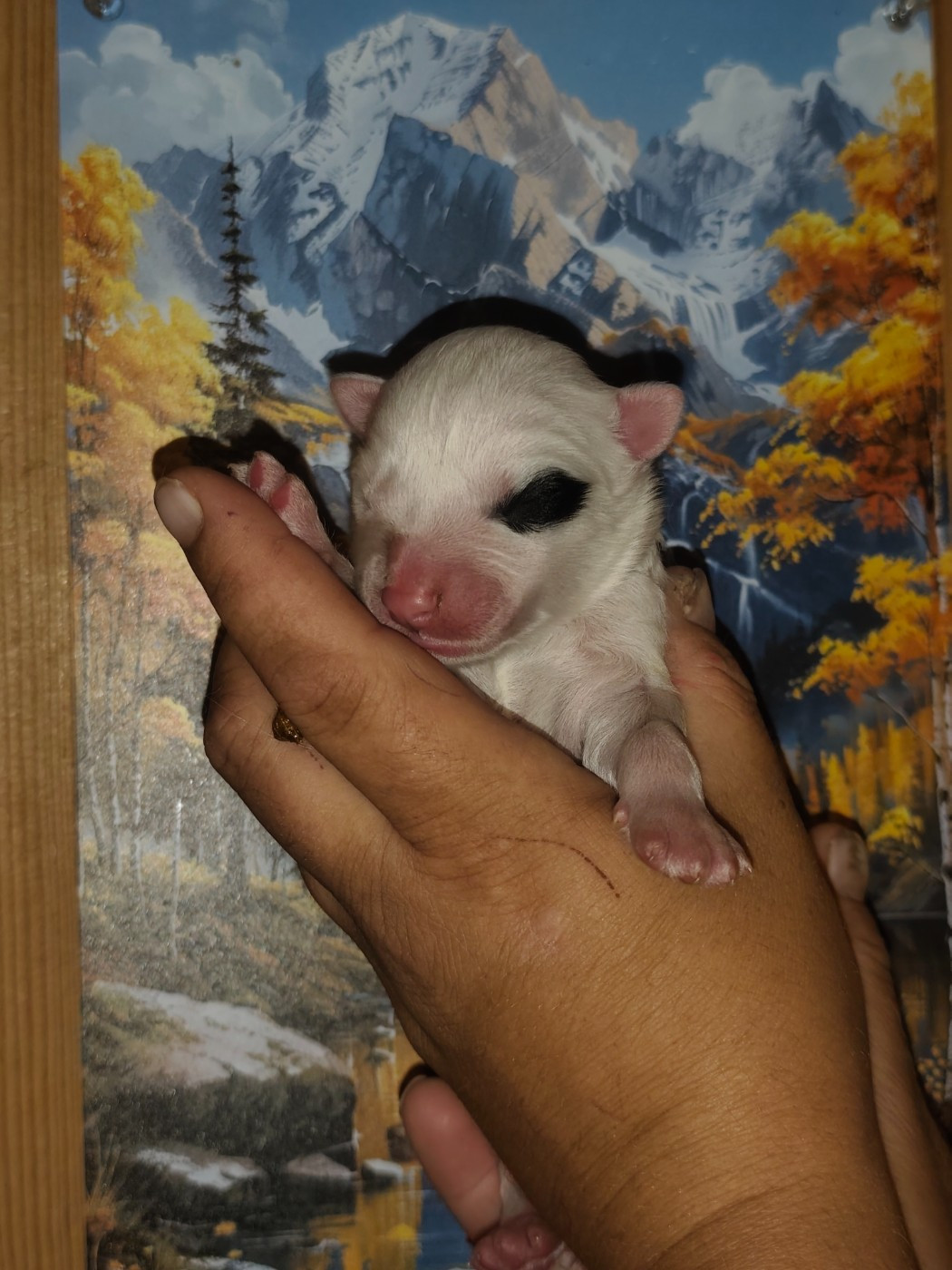 the Spirit of Slavic Wolf - Chiots disponibles - Laika de iakoutie