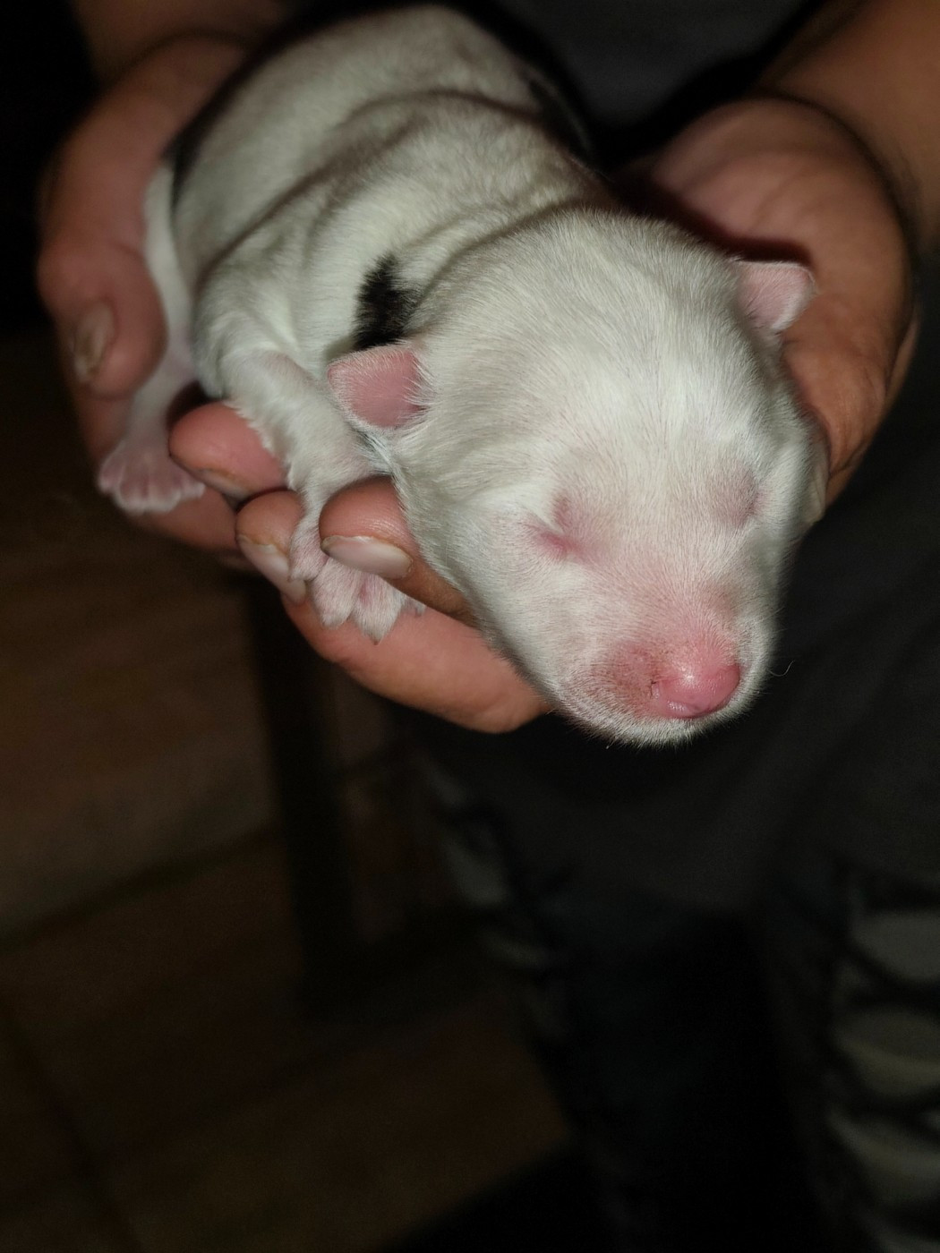 the Spirit of Slavic Wolf - Chiots disponibles - Laika de iakoutie