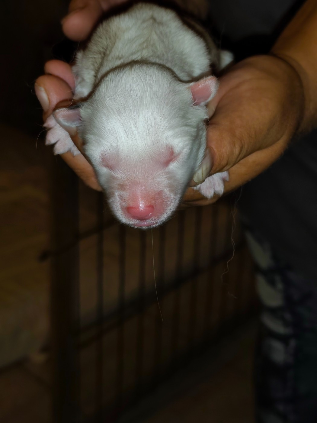 the Spirit of Slavic Wolf - Chiots disponibles - Laika de iakoutie