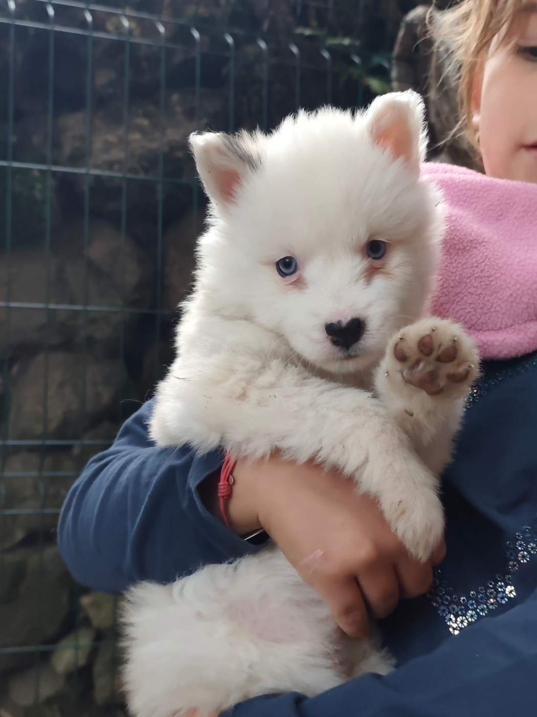 the Spirit of Slavic Wolf - Chiots disponibles - Laika de iakoutie