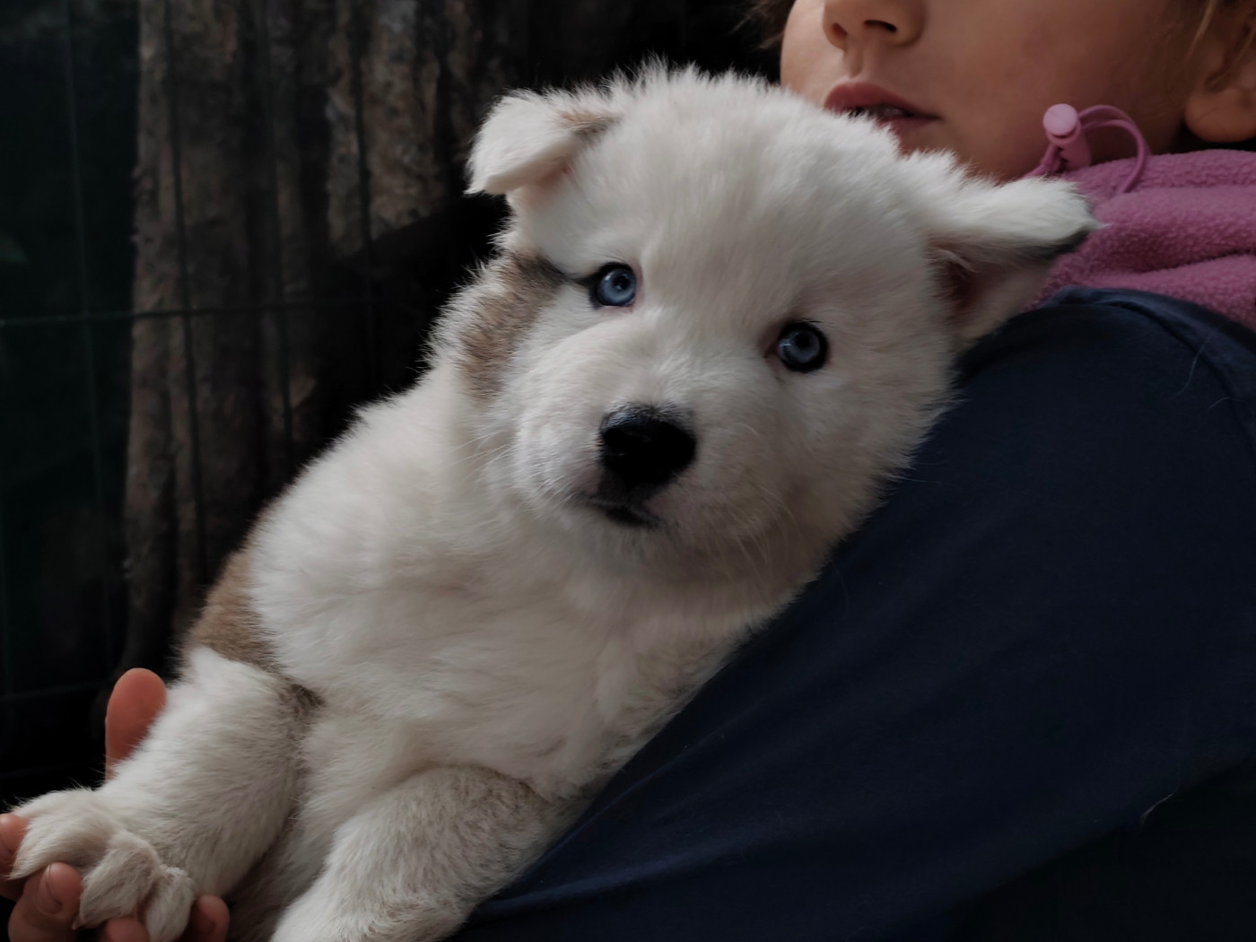 the Spirit of Slavic Wolf - Chiots disponibles - Laika de iakoutie
