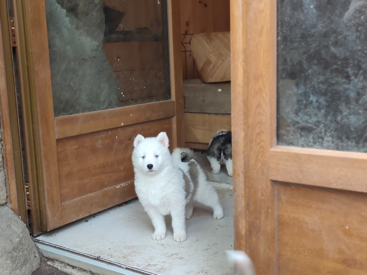 the Spirit of Slavic Wolf - Chiots disponibles - Laika de iakoutie