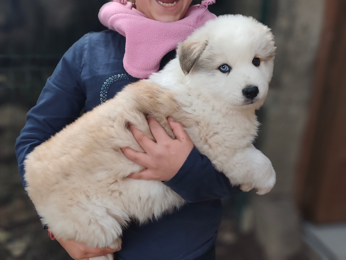 the Spirit of Slavic Wolf - Chiots disponibles - Laika de iakoutie