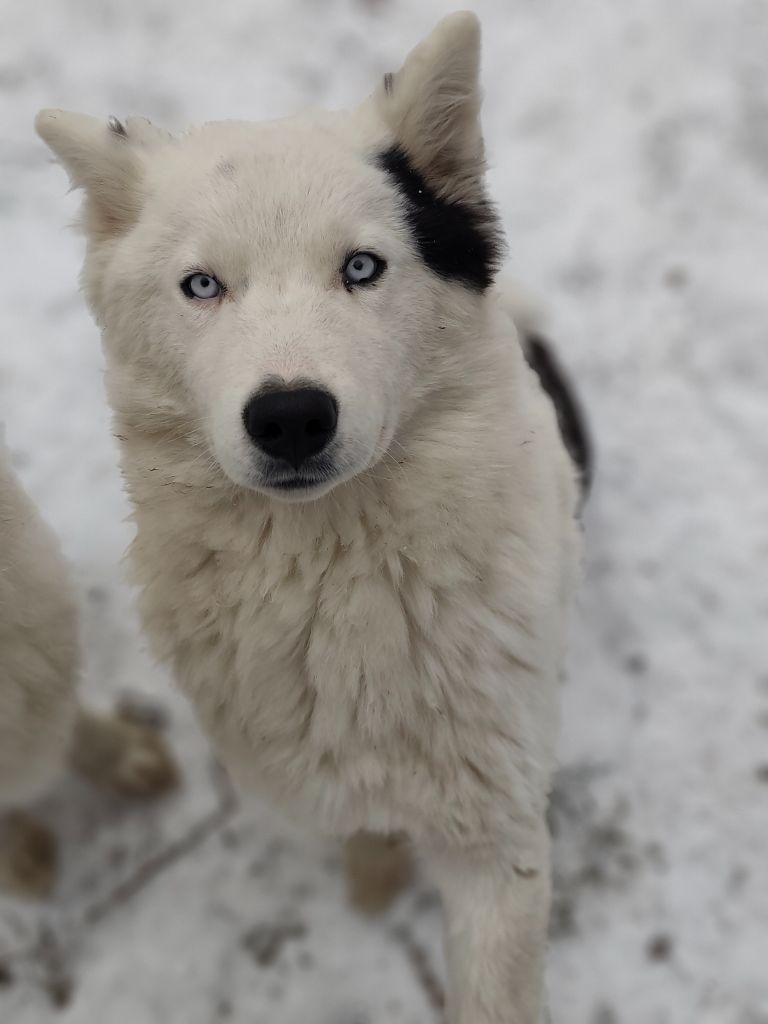 the Spirit of Slavic Wolf - Chiots disponibles - Laika de iakoutie