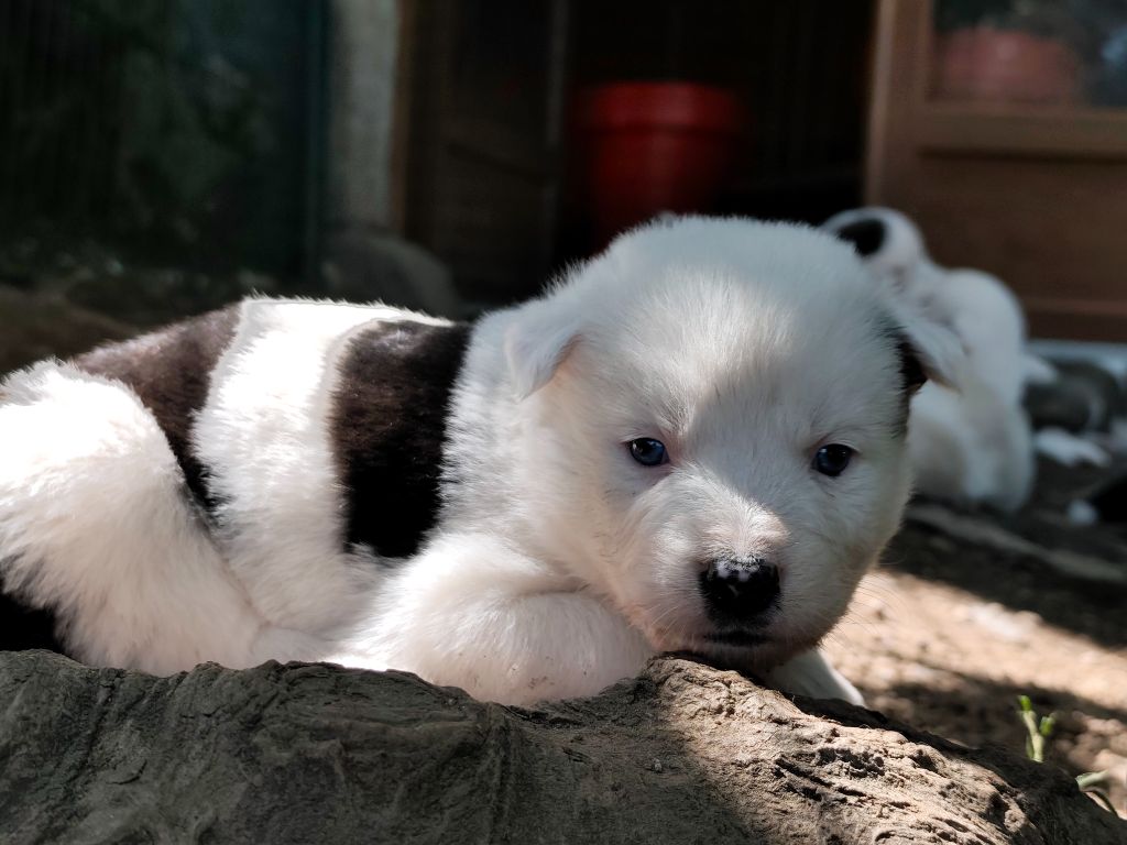 the Spirit of Slavic Wolf - Chiots disponibles - Laika de iakoutie