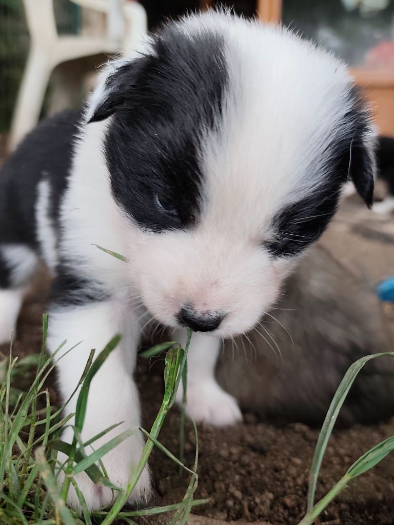 the Spirit of Slavic Wolf - Chiots disponibles - Laika de iakoutie
