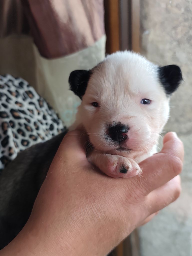 the Spirit of Slavic Wolf - Chiots disponibles - Laika de iakoutie