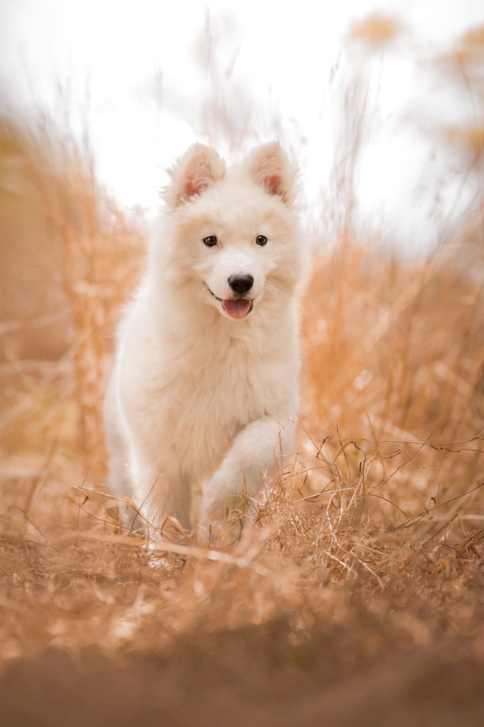 the Spirit of Slavic Wolf - Chiots disponibles - Laika de iakoutie