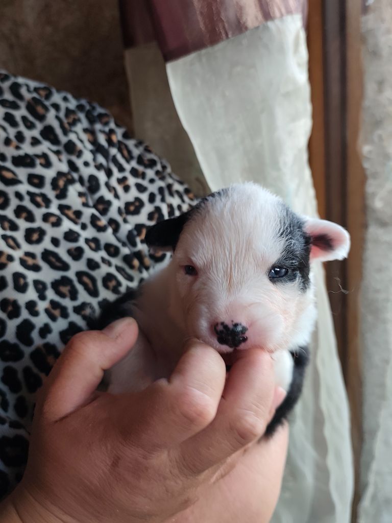 the Spirit of Slavic Wolf - Chiots disponibles - Laika de iakoutie
