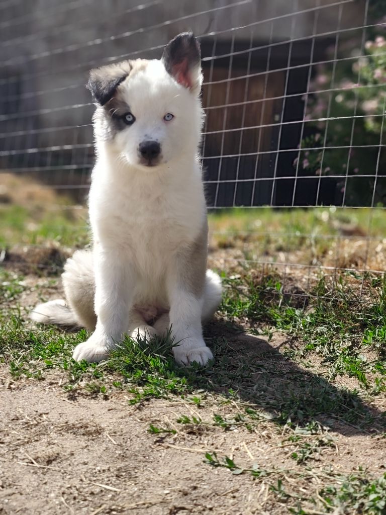 the Spirit of Slavic Wolf - Chiots disponibles - Laika de iakoutie