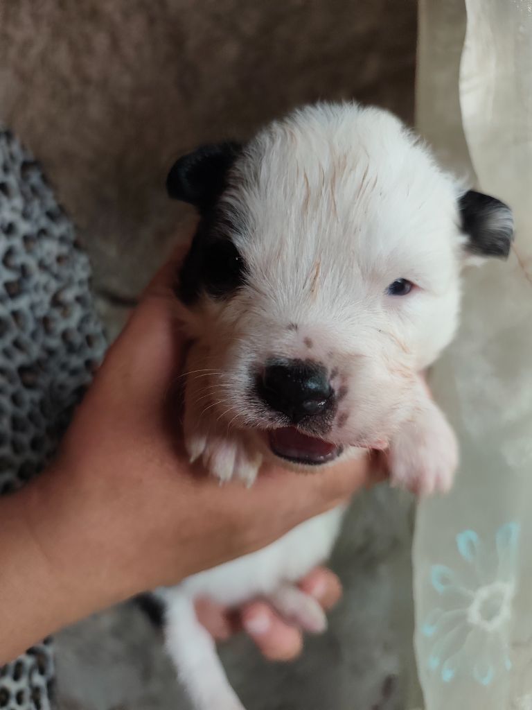 the Spirit of Slavic Wolf - Chiots disponibles - Laika de iakoutie