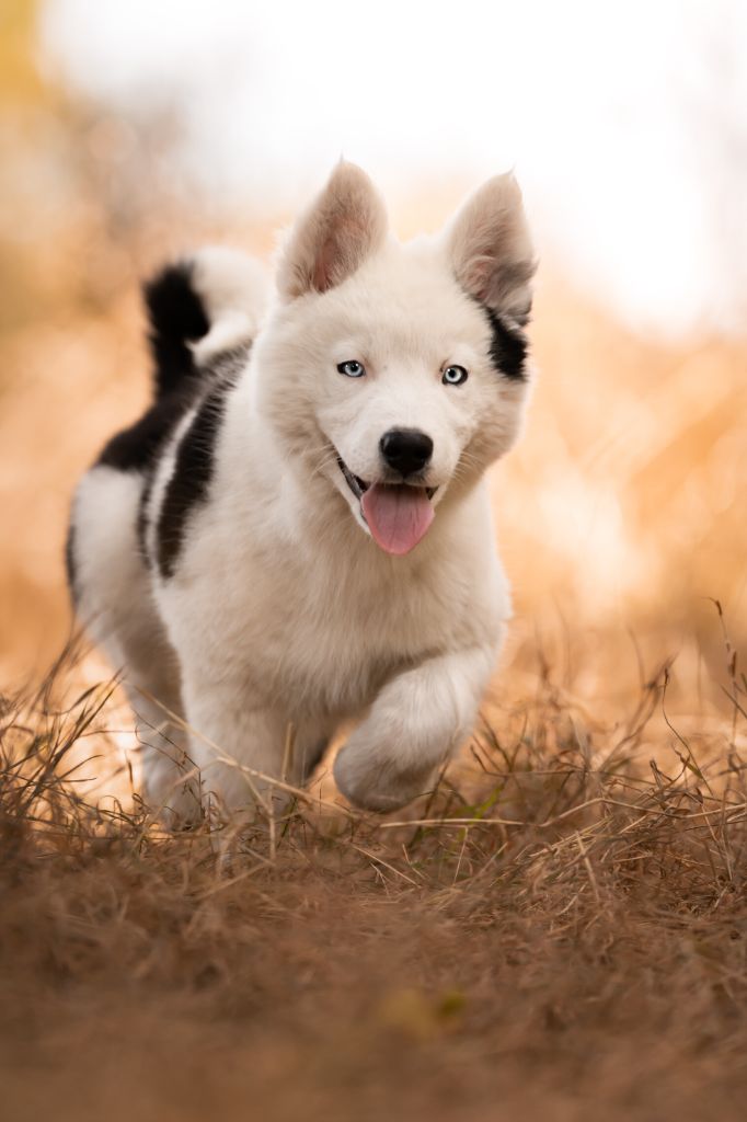 the Spirit of Slavic Wolf - Chiots disponibles - Laika de iakoutie