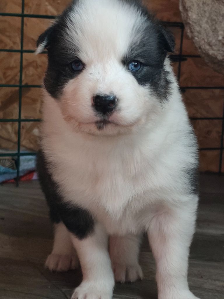 the Spirit of Slavic Wolf - Chiots disponibles - Laika de iakoutie