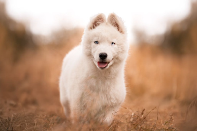 APACHE PlainsWalker 