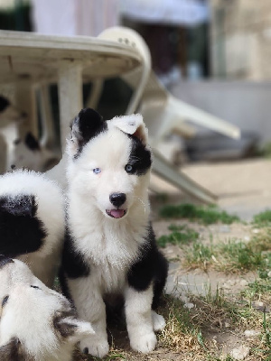 CHIOT