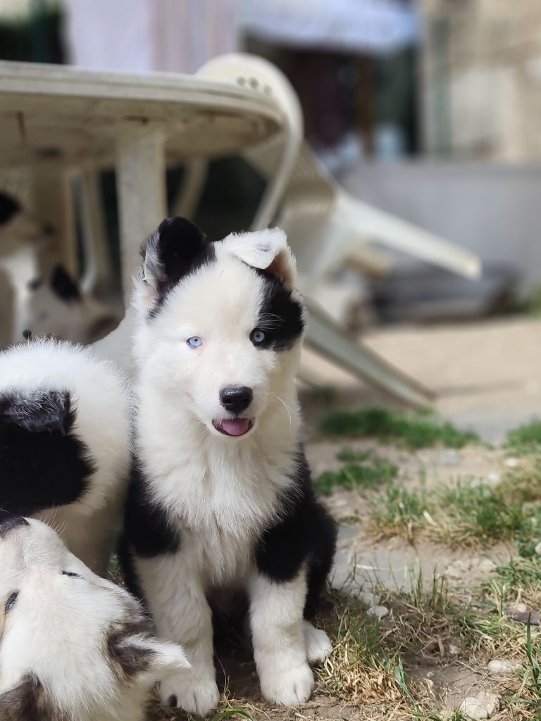 the Spirit of Slavic Wolf - Chiots disponibles - Laika de iakoutie