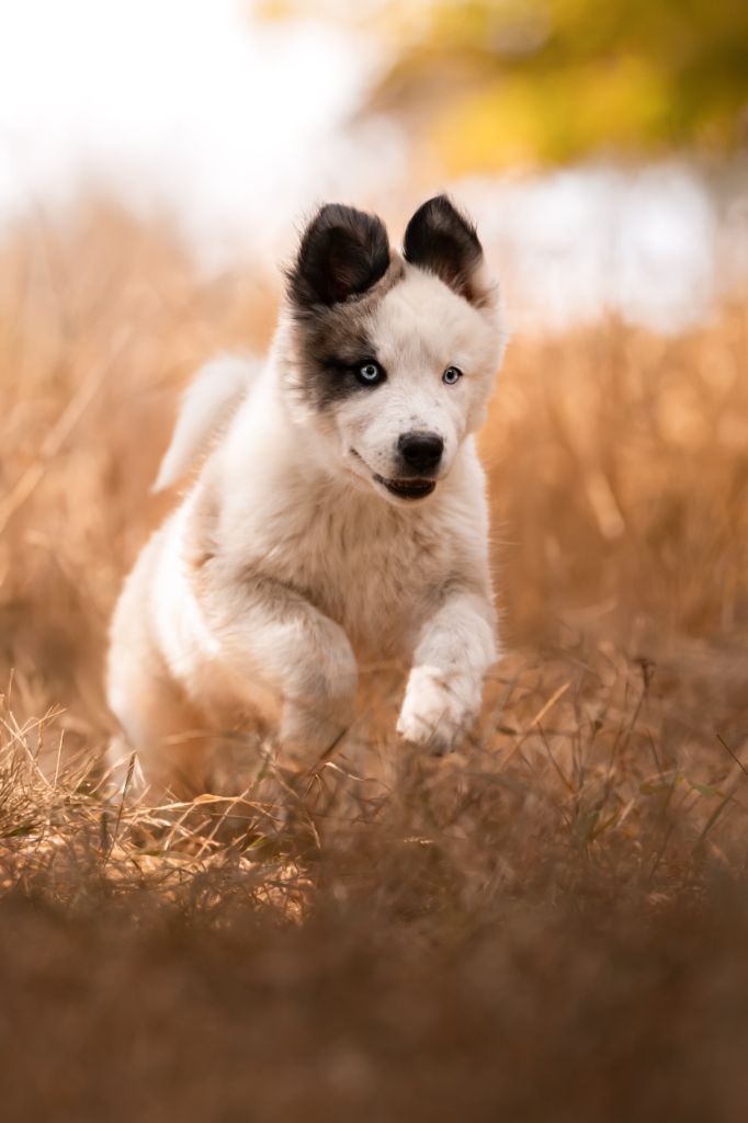 the Spirit of Slavic Wolf - Chiots disponibles - Laika de iakoutie