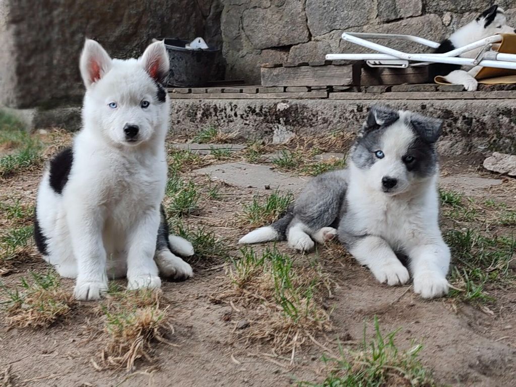 the Spirit of Slavic Wolf - Chiots disponibles - Laika de iakoutie