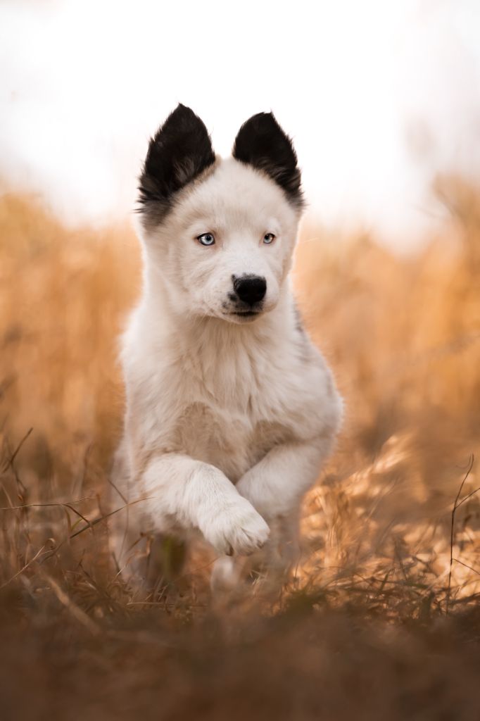 the Spirit of Slavic Wolf - Chiots disponibles - Laika de iakoutie