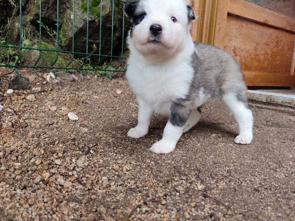 the Spirit of Slavic Wolf - Chiots disponibles - Laika de iakoutie