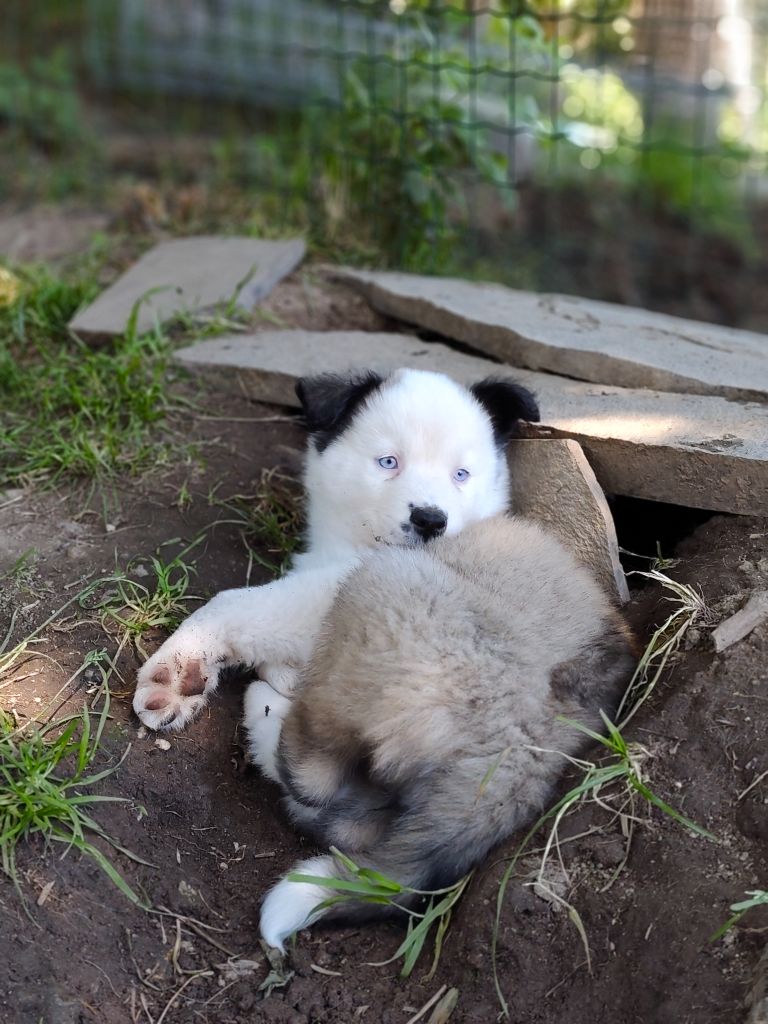 the Spirit of Slavic Wolf - Chiots disponibles - Laika de iakoutie