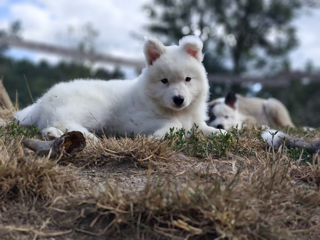 the Spirit of Slavic Wolf - Chiots disponibles - Laika de iakoutie