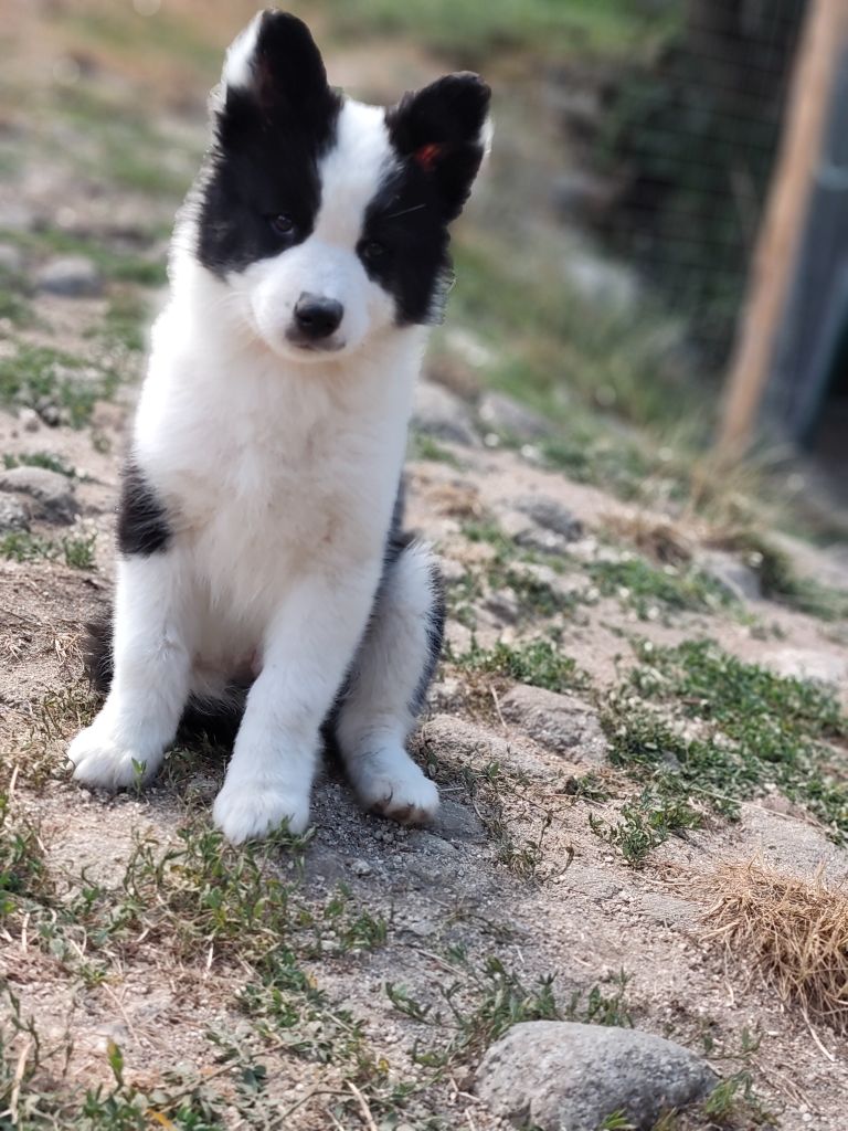the Spirit of Slavic Wolf - Chiots disponibles - Laika de iakoutie