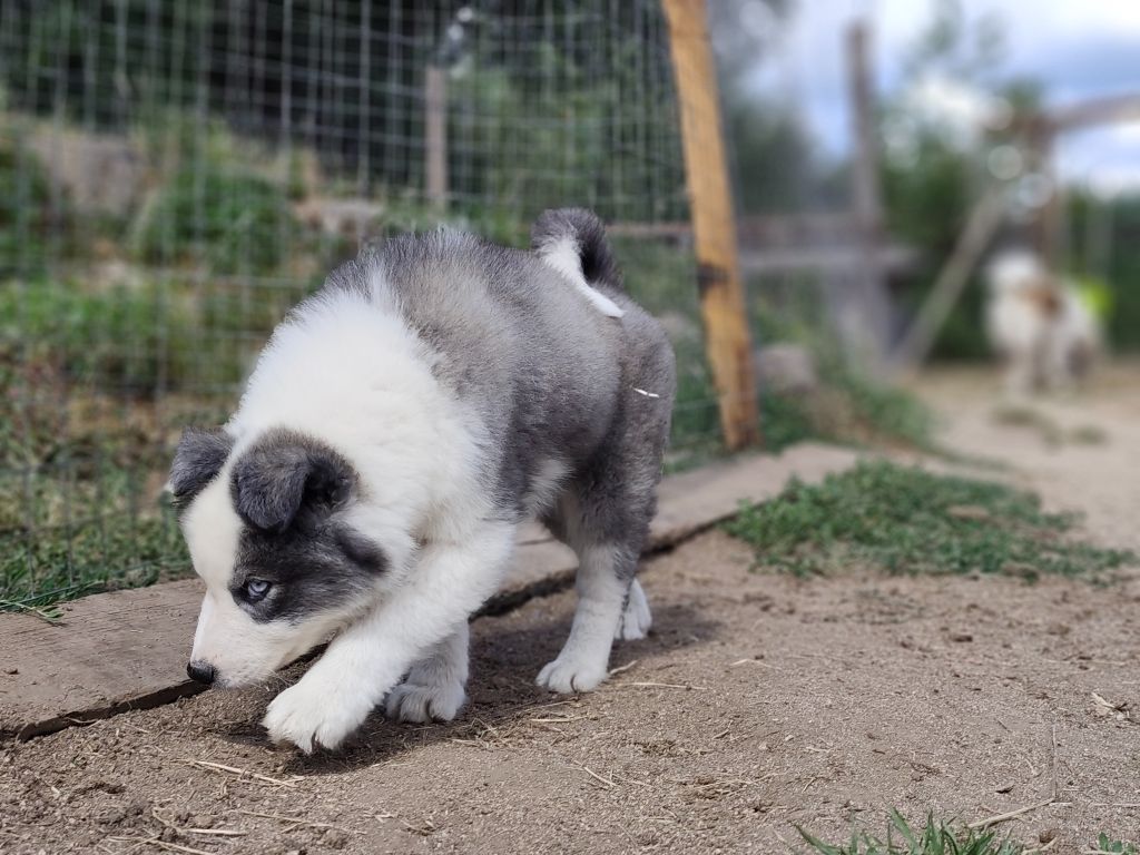 the Spirit of Slavic Wolf - Chiots disponibles - Laika de iakoutie