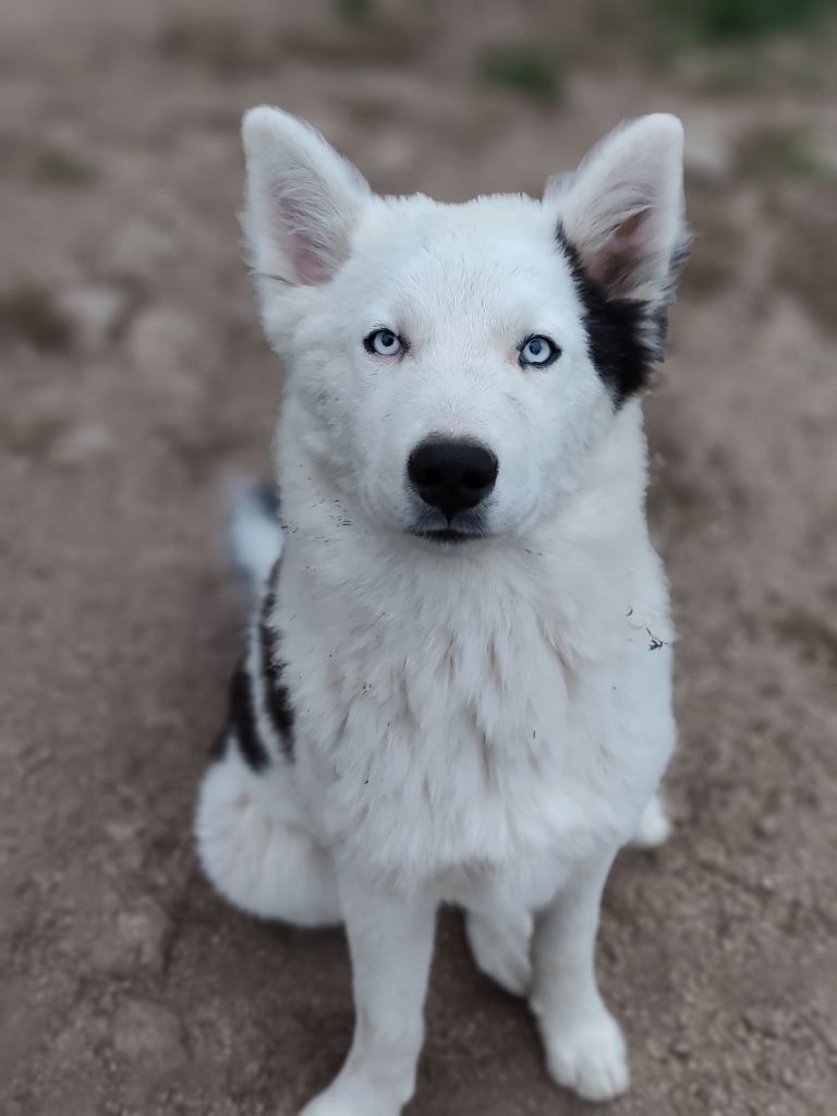 the Spirit of Slavic Wolf - Chiots disponibles - Laika de iakoutie